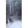 EN EL BOSQUE