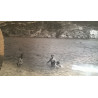 BAÑISTAS EN LA COSTA