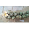 RACIMO DE JADE VERDE GRANDE