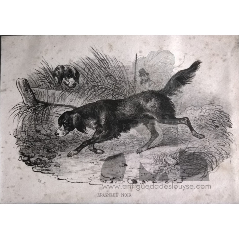 LAMINA CON PERRO DE AGUAS NEGRO