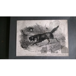 LAMINA CON PERRO DE AGUAS NEGRO