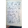 PETIT LARUSSE ILLUSTRÉ