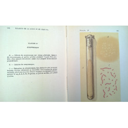 PATOLOGÍA INTERNA. LENGUA FRANCESA