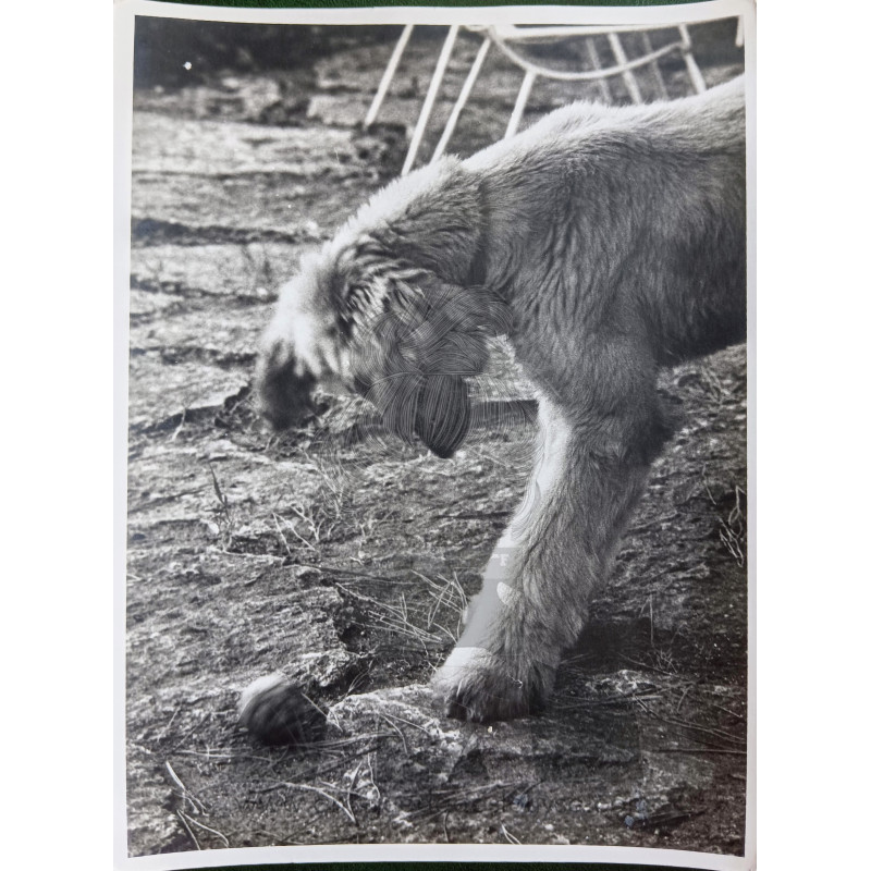 FOTOGRAFÍA GRAN TAMAÑO PERRO DE RAZA.