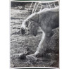 FOTOGRAFÍA  GRAN TAMAÑO PERRO DE RAZA.