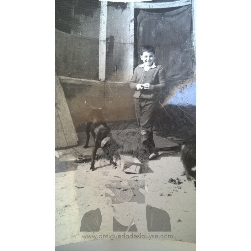 NIÑO CON PAREJA DE PERROS