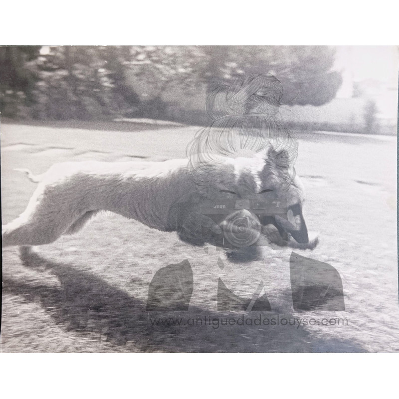 PERRO DE RAZA EN PLENA CARRERA
