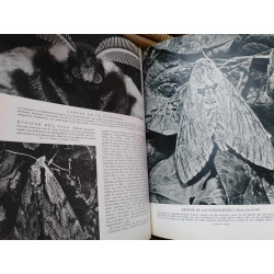 HISTORIA NATURAL. GALLACH  VOLUMEN ZOOLOGÍA E INVERTEBRADOS