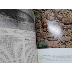 HISTORIA NATURAL. GALLACH  VOLUMEN ZOOLOGÍA E INVERTEBRADOS