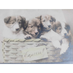 CUATRO PERRITOS EN UN CESTITO