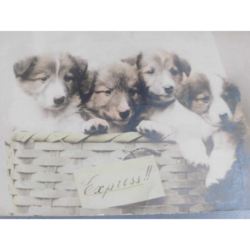 CUATRO PERRITOS EN UN CESTITO