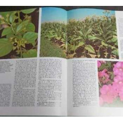 HISTORIA NATURAL OBRA COMPLETA  GALLACH