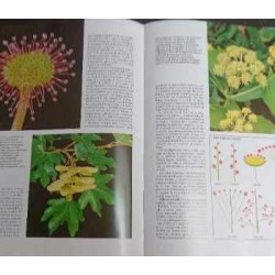 HISTORIA NATURAL OBRA COMPLETA  GALLACH